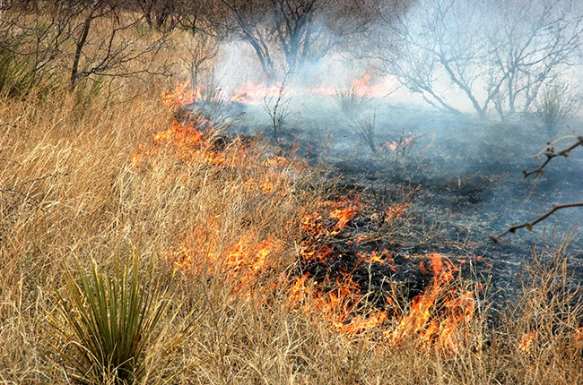 Conditions are right for wildfires across much of the state. (Texas A&M AgriLife photo by Kay Ledbetter)