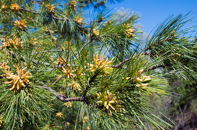 loblolly pine 650