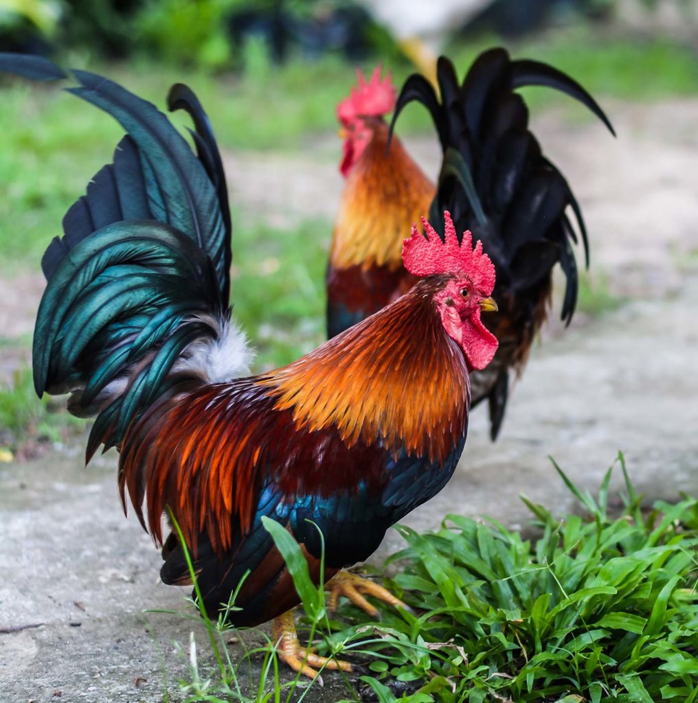 What Breed Of Rooster Is The Best For Fighting