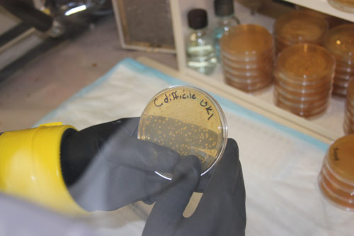 Clostridium difficile samples being studied within the Sorg Lab. (Photo courtesy of the Texas A&M College of Science)