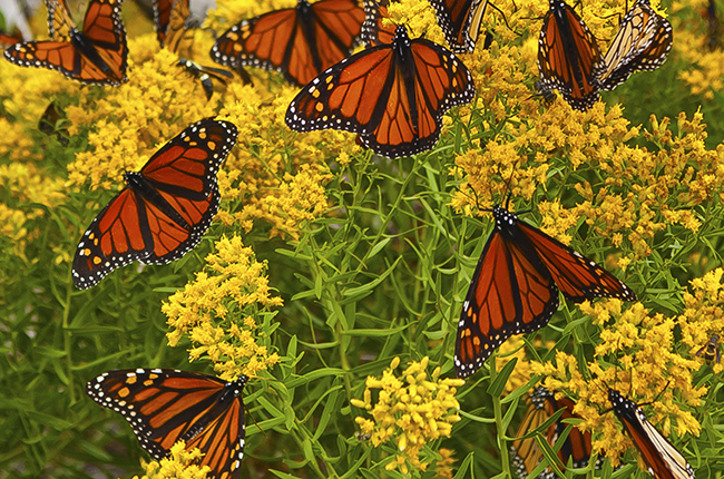 monarch butterflies 650