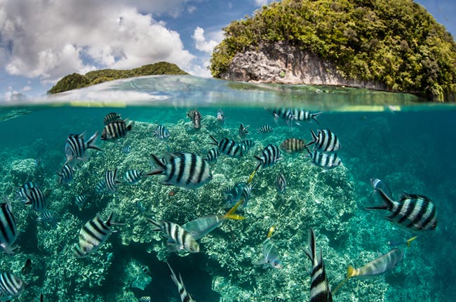 Damselfish swim in shallow water in Palau, where Texas A&M researchers study ocean acidification.