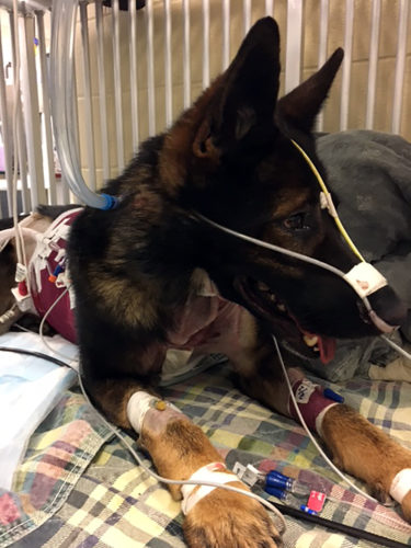 Ronny receives treatment at the Texas A&M Small Animal Hospital. (Photo courtesy of Brenham Police Department’s Public Information Officer Angela Hahn)