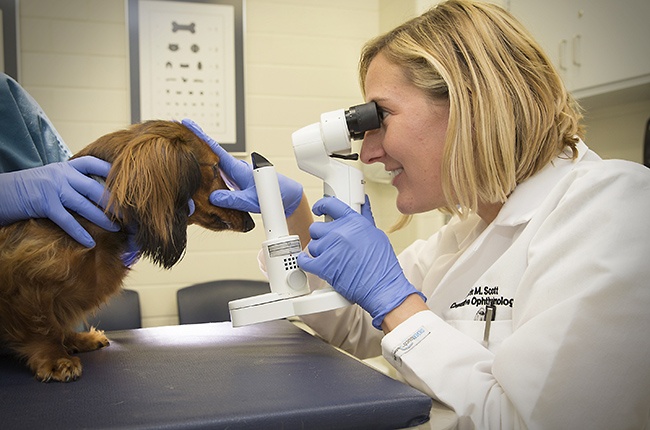 Clinical Assistant Professor Dr. Erin Scott of the Department of Small Animal Clinical Sciences (VSCS) gives an eye exam to a dog.