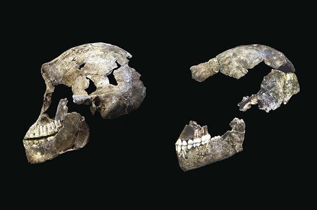 ''Neo'' skull from Lesedi Chamber (left) with DH1 Homo naledi skull from Dinaledi Chamber (right). Photo credit: Wits University/ John Hawks