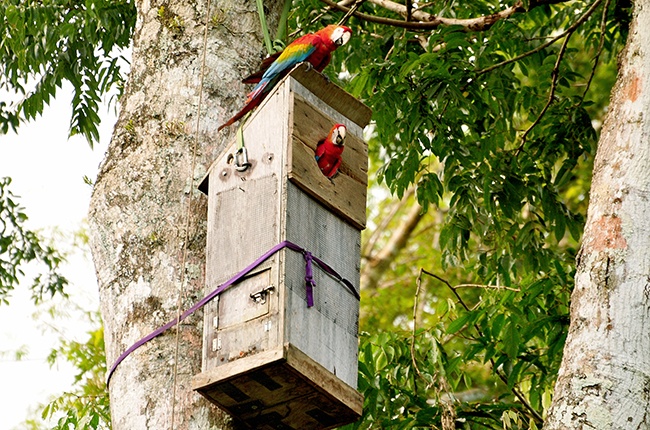 Scarlet macaws use an artificial nest box designed by the research team. (Liz Villanueva Paipay)