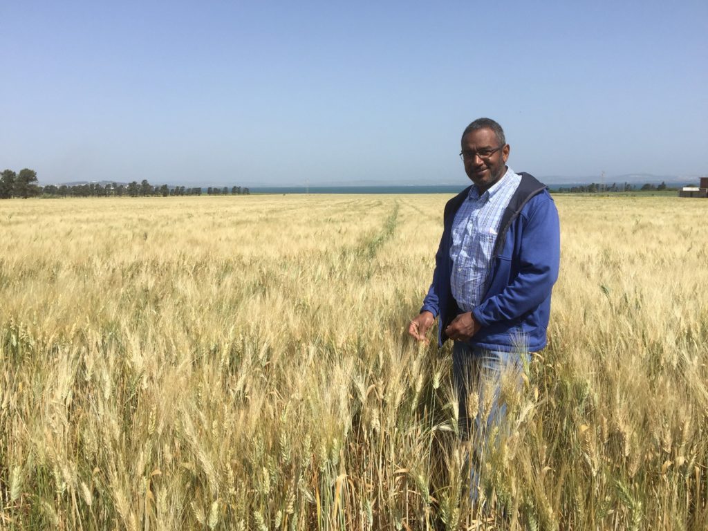 Dr. Amir Ibrahim, AgriLife Research wheat breeder, College Station, stands in a durum wheat field not far from the Mediterranean Sea. Ibrahim is leading a partnership between Texas A&M and Tunisian researchers.