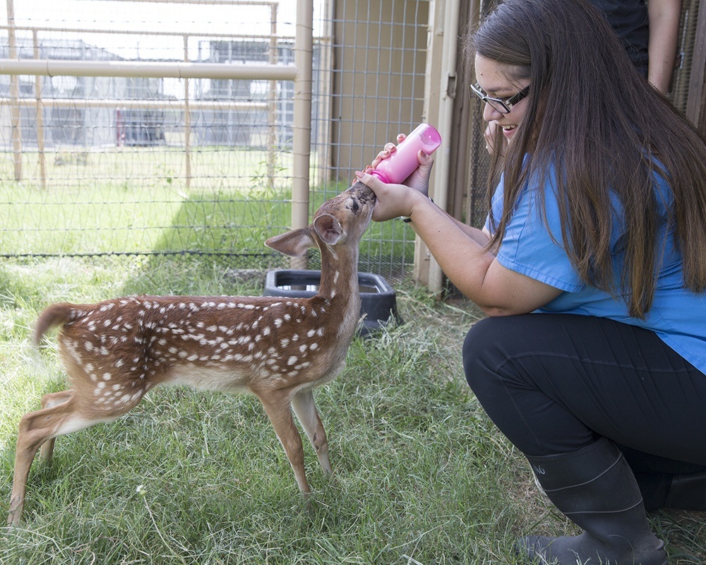 Veterinary student Samantha Monier feeds Leva, an 8-week-old fawn. (Photo from Texas A&M College of Veterinary Medicine & Biomedical Sciences)
