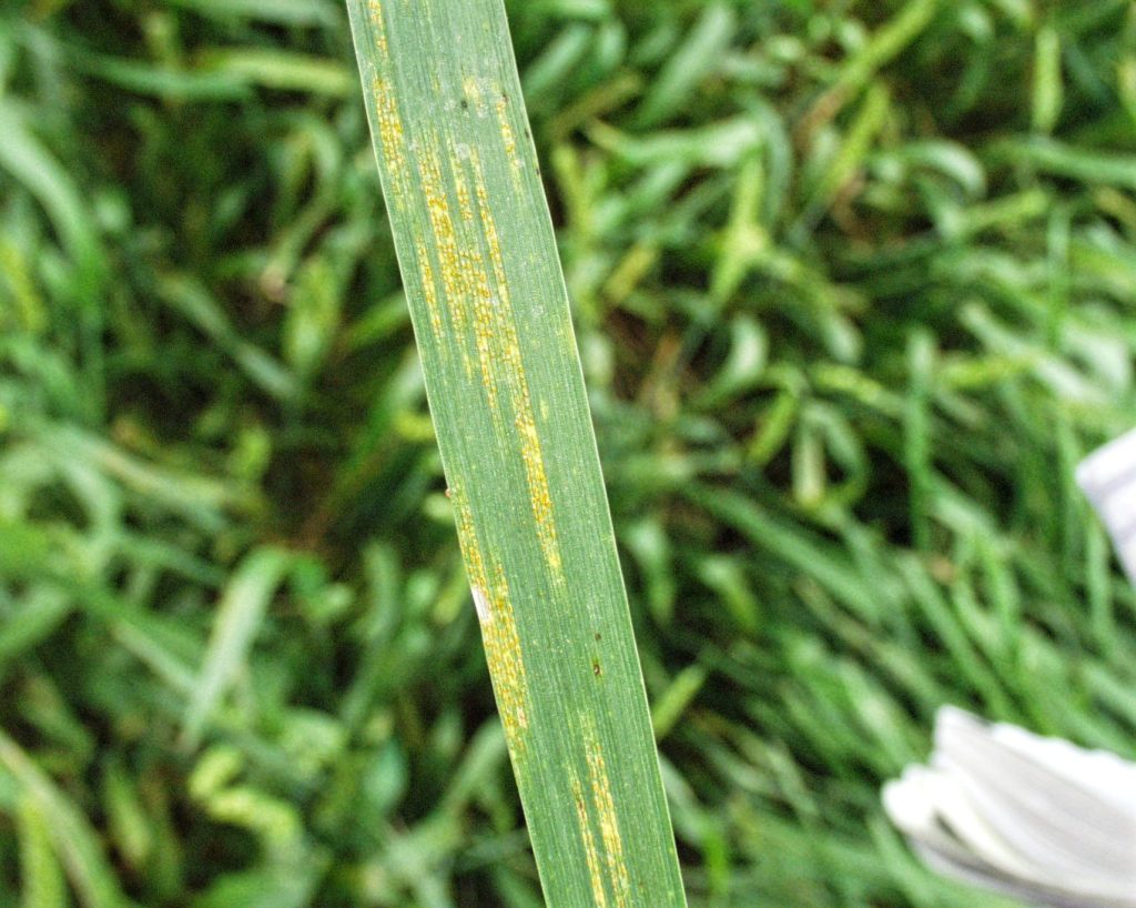 Researchers are hoping information from this study will also help them identify wheat varieties more resistant to wheat rust, as shown here. (Texas A&M AgriLife/Kay Ledbetter)