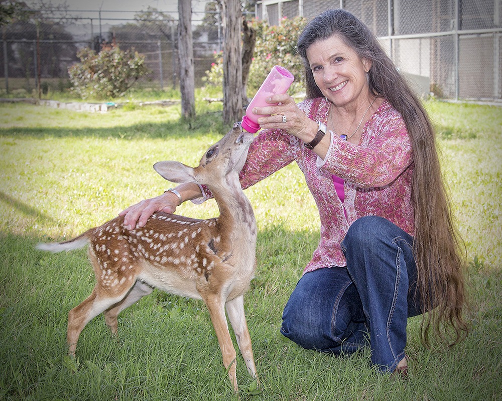 Veterinarian And Game Warden-Husband Save Life Of Injured Fawn