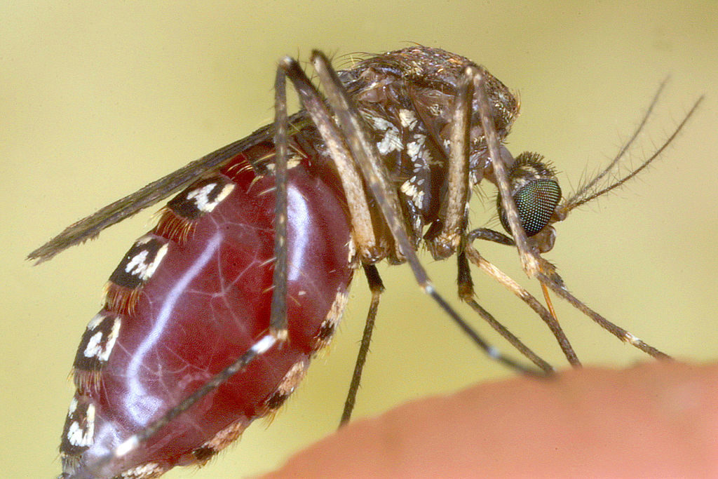 The body of a female mosquito fills up and balloons as she sucks blood from a photographer's hand at Everglades National Park in Flamingo, Florida. 