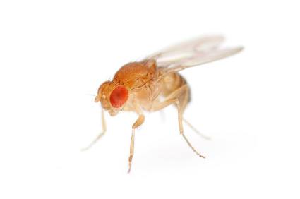Because fruit flies undergo many of the same physiological processes as larger creatures, including humans, they serve as model organisms, allowing researchers such as Hardin to observe details that can't be seen in more complex animals. (Credit: iStock.)