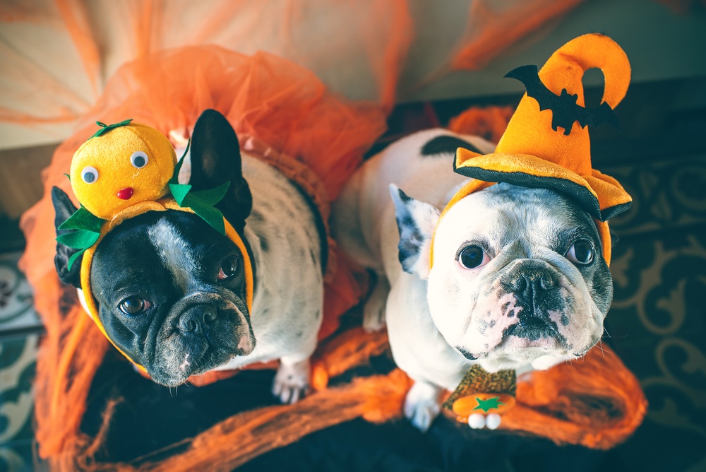 Dogs in Halloween costumes