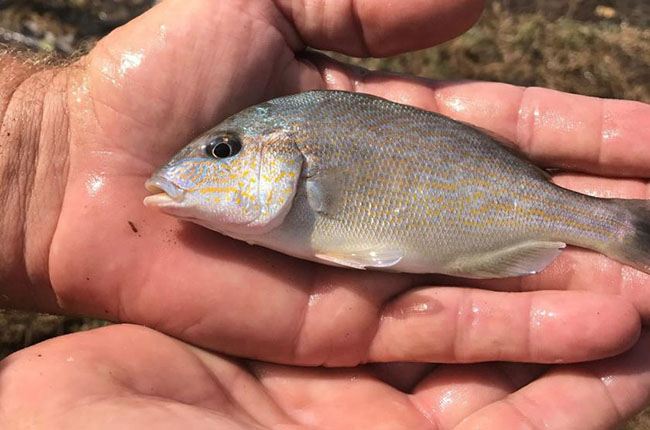 Roughly 4,000 pigfish were transported to the pond in San Luis Park to replace any that may have escaped in Harvey's storm surge. (Texas Sea Grant/Russ Miget)
