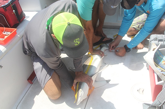 People measuring shark on boat deck