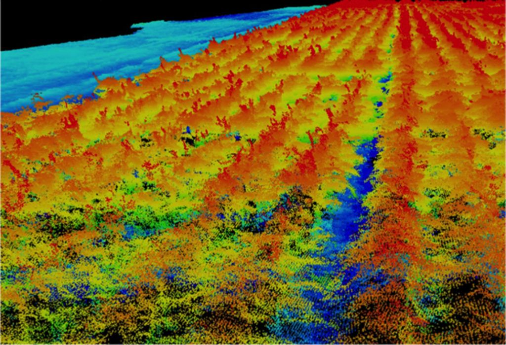 One of the 3-D SfM-generated point cloud images. (Texas A&M AgriLife photo)