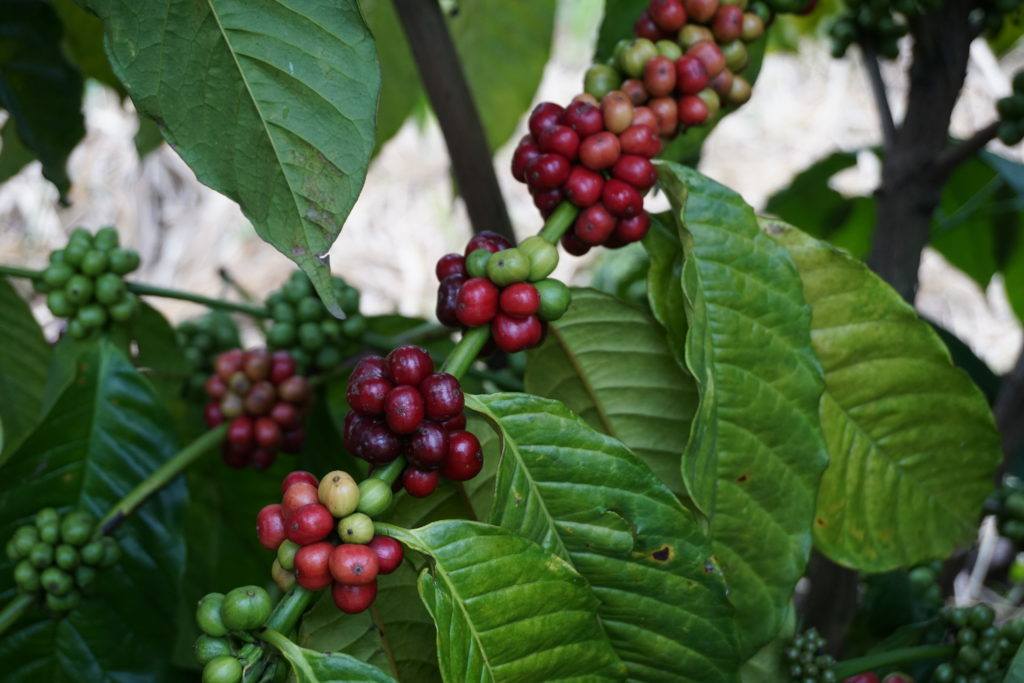 When the coffee berries turn red they are ripe and ready for picking.