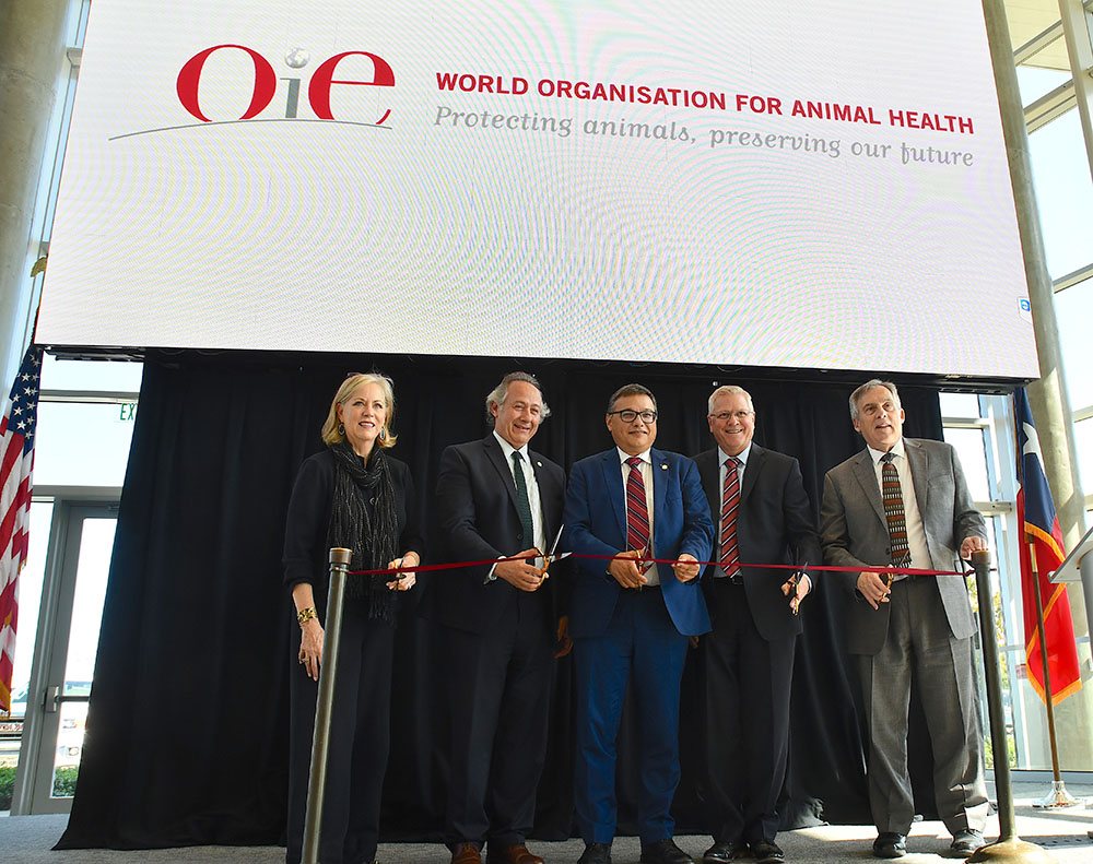 Drs. Eleanor Greene, Luis Barcos, Jean-Phillip Dop, John Clifford and Craig Nessler cut the ribbon opening the OIE U.S. Liaison Office at Texas A&M University in College Station, Texas on Nov. 6.(Texas A&M AgriLife Research photo by Blair Fannin)