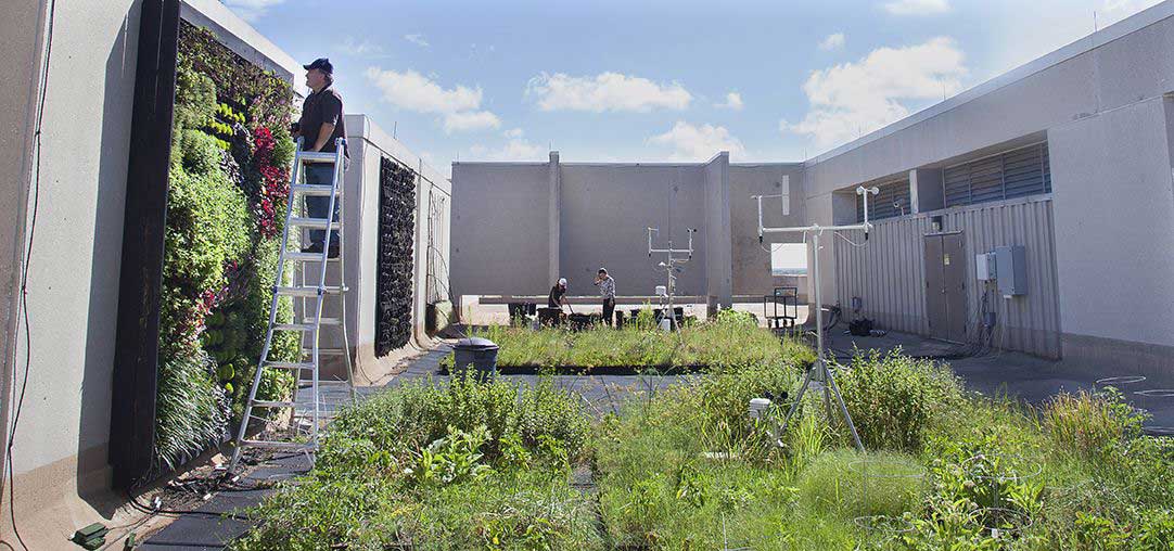 Bruce Dvorak working on green roof on the campus of Texas A&M.