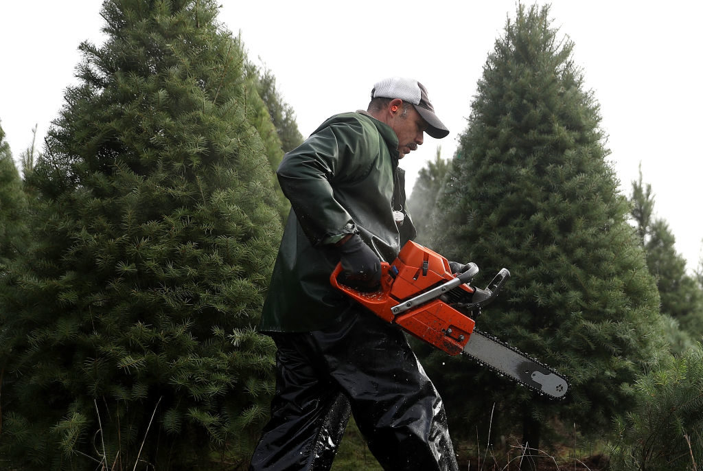 MONROE, OR - NOVEMBER 18: Workers use chainsaws to cut down Douglas Fir Christmas trees at the Holiday Tree Farms on November 18, 2017 in Monroe, Oregon. The Christmas tree harvest is underway at Holiday Tree Farms, the biggest grower of holiday trees in the United States, as workers harvest and ship an estimated one million trees ahead of the Christmas holiday. (Photo by Justin Sullivan/Getty Images)