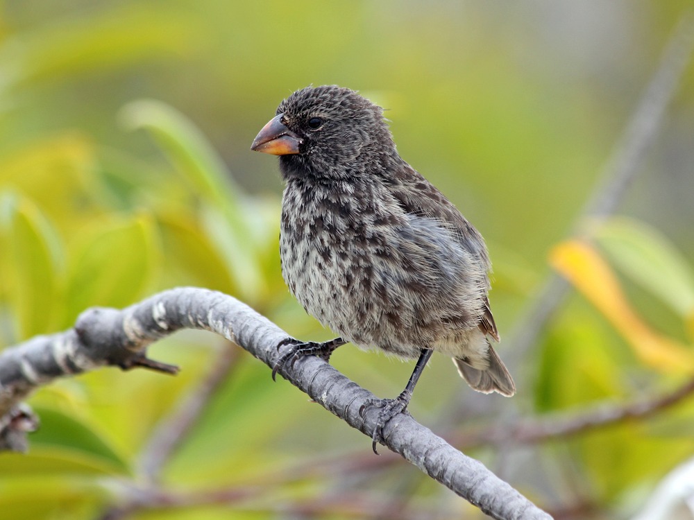 A Darwin's Finch (also known as the Galapagos Finch in the Galapagos Islands. (Shutterstock)