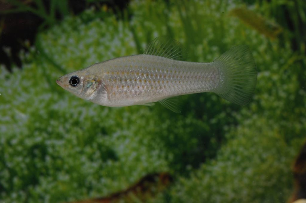 An Amazon molly, Poecilia formosa, an asexual fish species native to Texas that is entirely female. (Dr. Manfred Schartl)