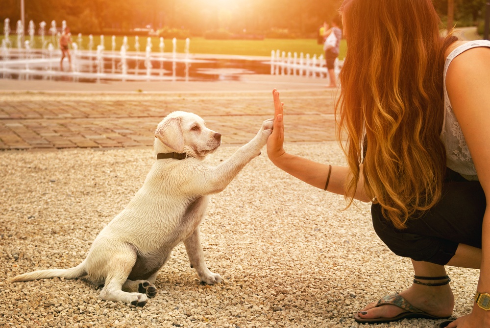 Thank Your Pets For Their Unconditional Love By Keeping Them Happy And  Healthy - Texas A&amp;M Today