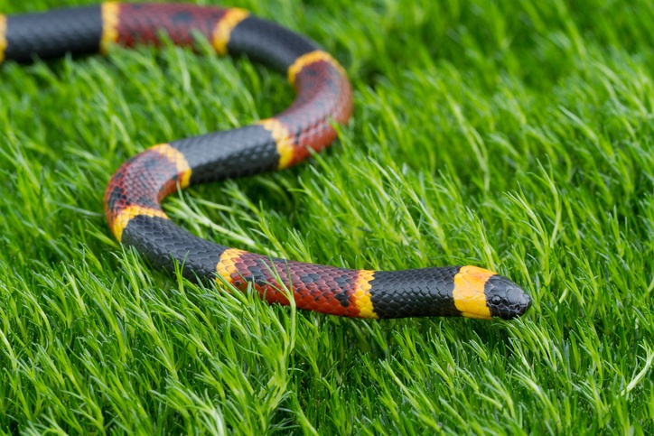 Eastern Coral Snake (Getty)