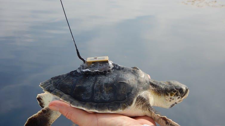 Juvenile Kemp’s ridley turtle equipped with a miniature solar-powered satellite transmitter to track its movements. F(lorida FWC)