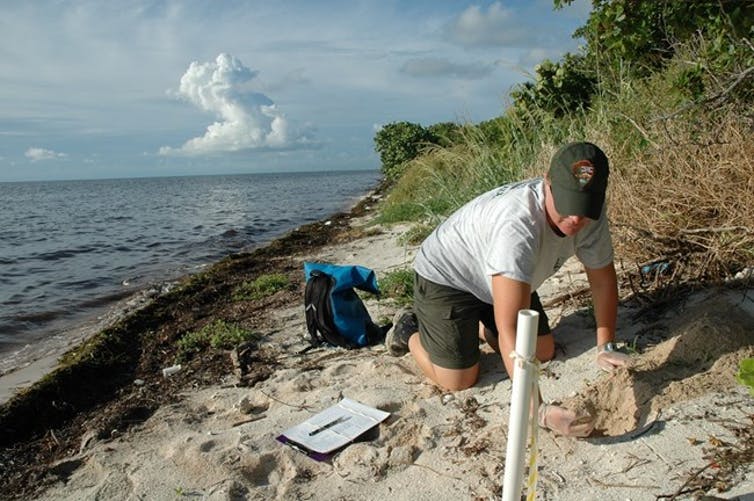National Park Service biologist Shelby Moneysmith at a loggerhead turtle nest in Biscayne National Park, Florida. (NPS)