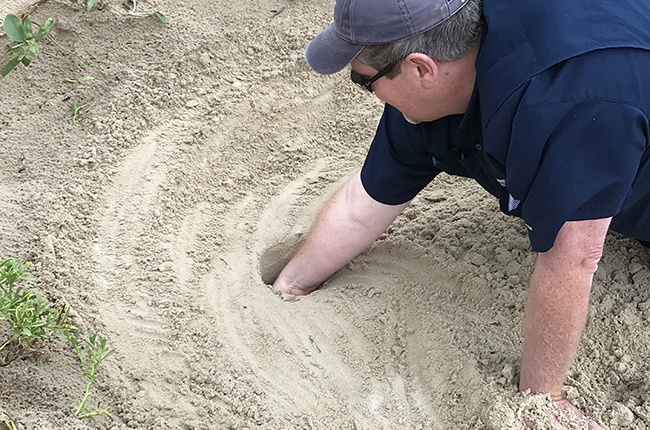Dr. Christopher Marshall, Professor of Marine Biology and Wildlife and Fisheries Sciences at Texas A&M University at Galveston, excavates a nest.