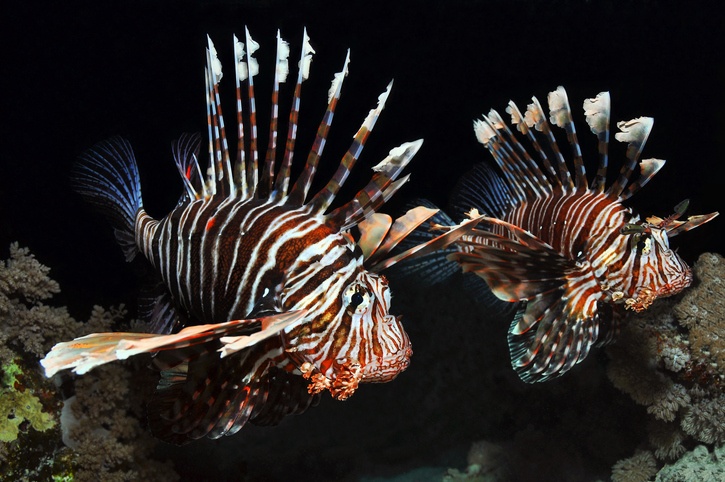 Two Lionfish in the Red Sea, Egypt.