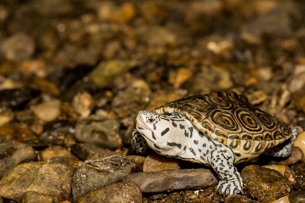 A close up of a juvenile Northern Diamondback Terrapin. (Getty Images)