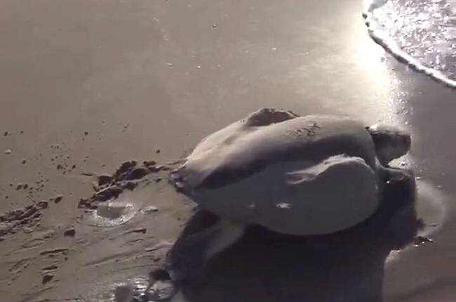 A Kemp’s ridley sea turtle returns to the sea after laying eggs May 11.