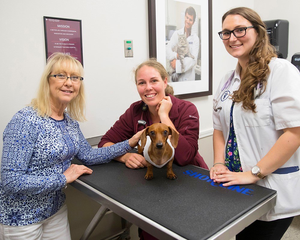 Left to right: Cheryl Chadwick, Dr. Laurie Torkildsen, and Cassie Burghardt discuss Klause's discharge after a mauling incident had left the dachshund with life-threatening injuries. (Texas A&M University College of Veterinary Medicine & Biomedical Science)