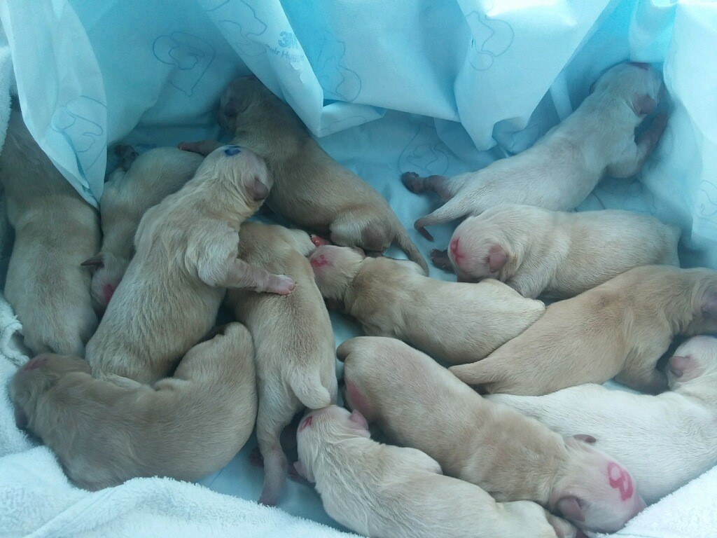 The Texas A&M veterinary team was able to save all 13 puppies. 