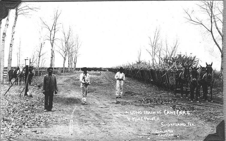 After the Civil War, Texas’s sugar cane plantations were still farmed by unpaid black laborers – prisoners forced to work for free in a system called ‘convict leasing.’ (Andrea Roberts)