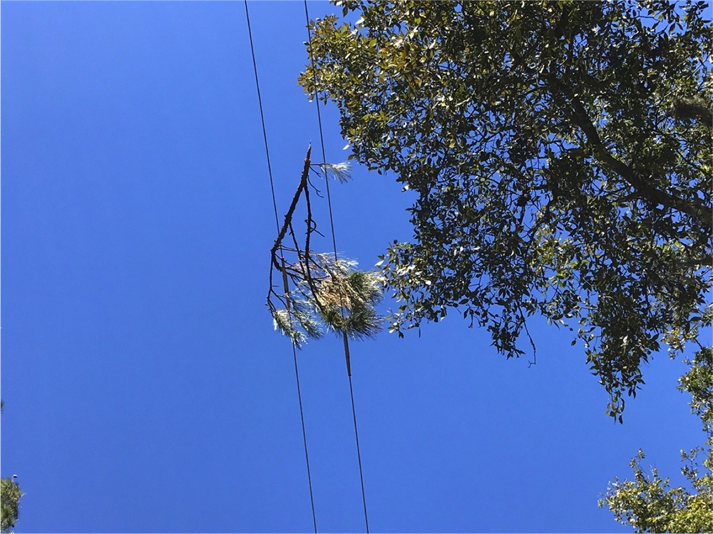 egetation like this can cause faults and fires electrically. DFA can detect when this type of vegetation fault before the dangerous situation escalates. Image: Texas A&M Engineering