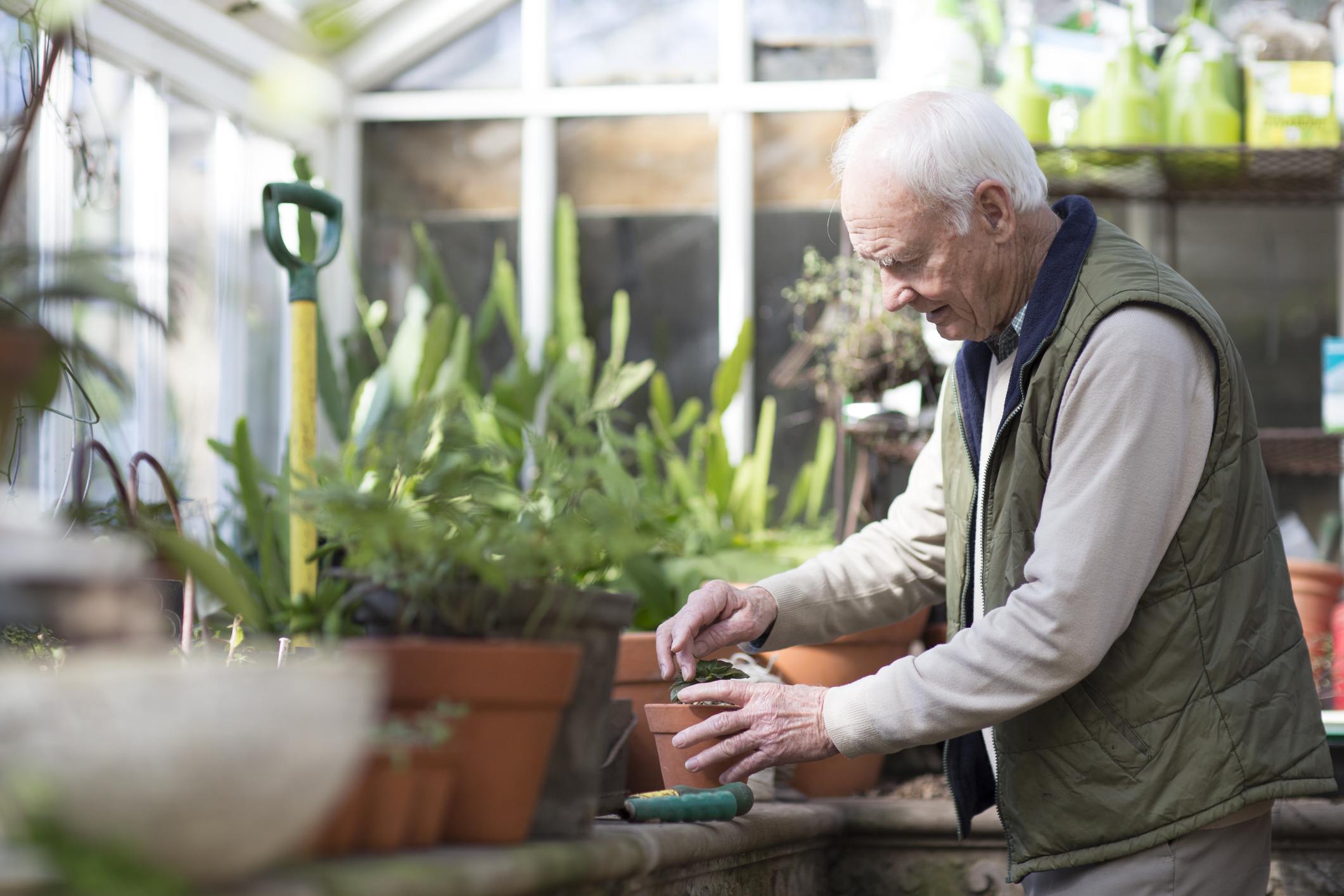 Senior man gardening in a greenhouse. (Getty Images)