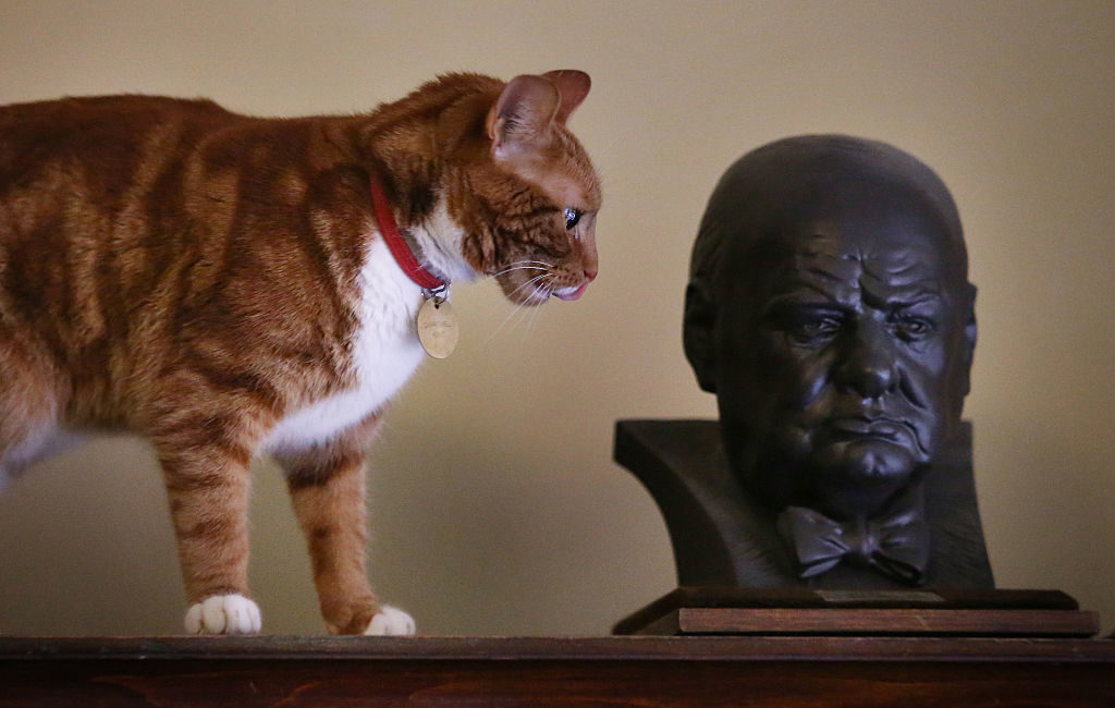WESTERHAM, UNITED KINGDOM - JANUARY 23:  Jock VI, the current cat in residence, looks at a bust of Winston Churchill in the Secretaries Room at Chartwell on January 23, 2015 in Westerham, England. Churchill's first cat, Jock, was given to him on his 88th birthday and when Chartwell was given to the nation it was requested that there should always be a similar cat in  residence.  The 'Death of a Hero' exhibition is opening at Chartwell, home of Britain's wartime leader Winston Churchill, to commemorate the 50th anniversary of his death and state funeral in 1965.  (Photo by Peter Macdiarmid/Getty Images)