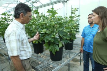 Dr. Keerti Rathore discusses the ultra low gossypol cotton with his team, Dr. Devendra Pandeya and LeAnne Campbell.