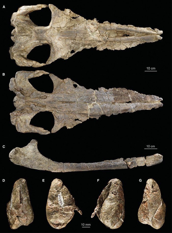 (A–G) Dorsal (A) and ventral (B) views of the holotype skull; lateral (C) view of the right mandible; dorsal (D), lateral (E), medial (F), and ventral (G) views of left tympanic bulla.(Texas A&M Galveston)